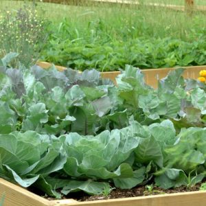 LES FERTILISANTS ORGANIQUES