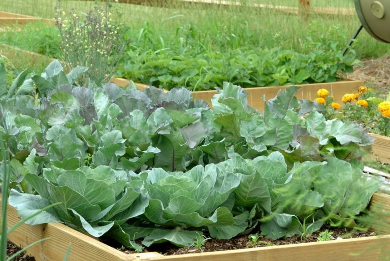 Les Fertilisants Organiques - Bioflore - Votre Jardin Bio