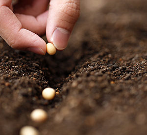 LES TERRES ET TERREAUX ORGANIQUES