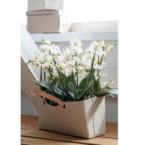 Focus sur l’Orchidée Papillon: le Phalaenopsis