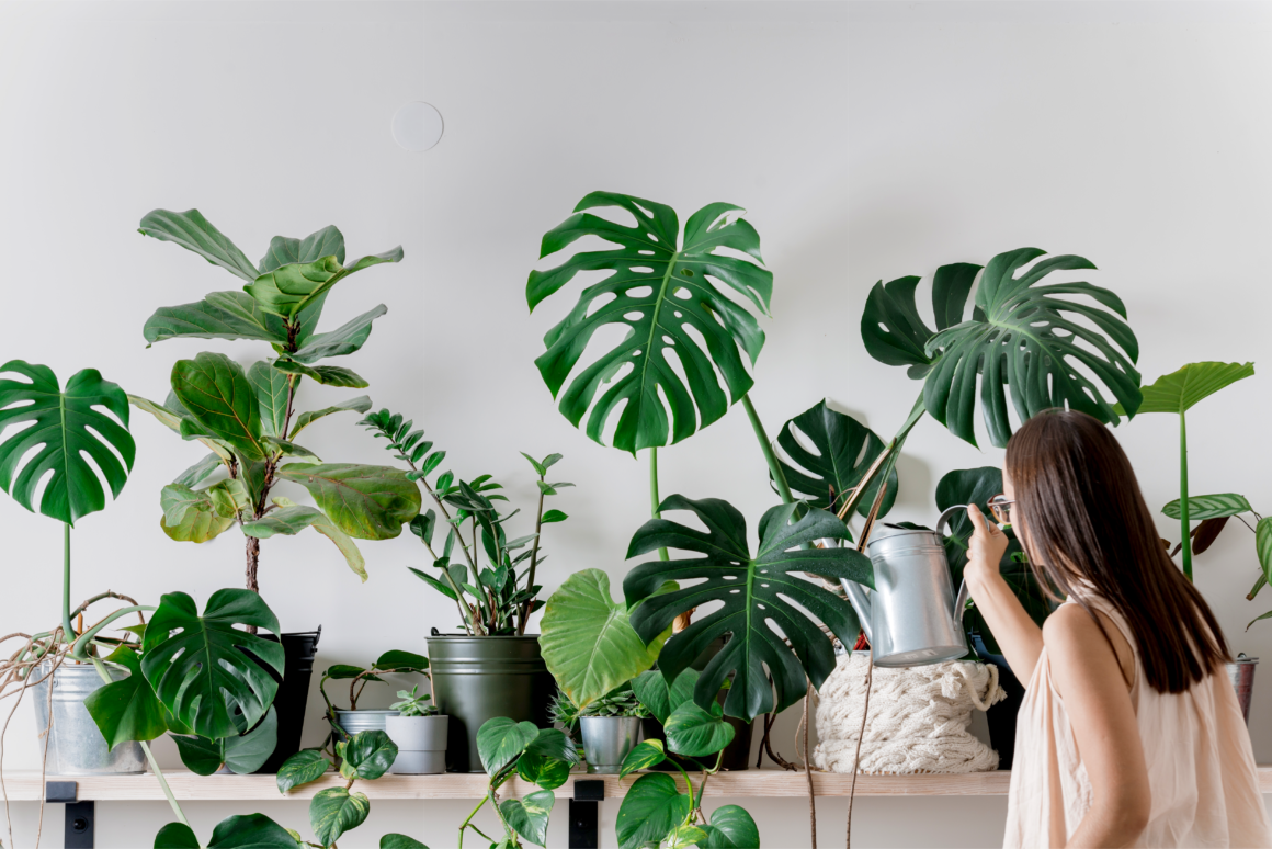 Les plantes d&rsquo;intérieur, un véritable accessoire de décoration !