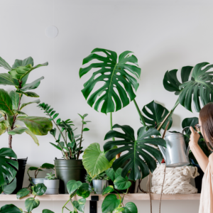 Les plantes d&rsquo;intérieur, un véritable accessoire de décoration !