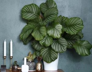 Calathéa: accessoires de décoration - Bioflore