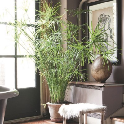 Papyrus: accessoires décoration