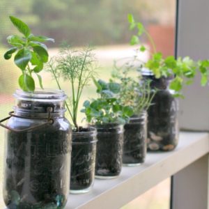 Les Plantes Aromatiques en intérieur tout au long de l’année, c’est possible et facile !