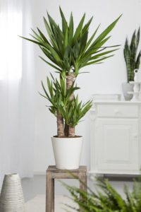 Yucca: accessoires de décoration - Bioflore