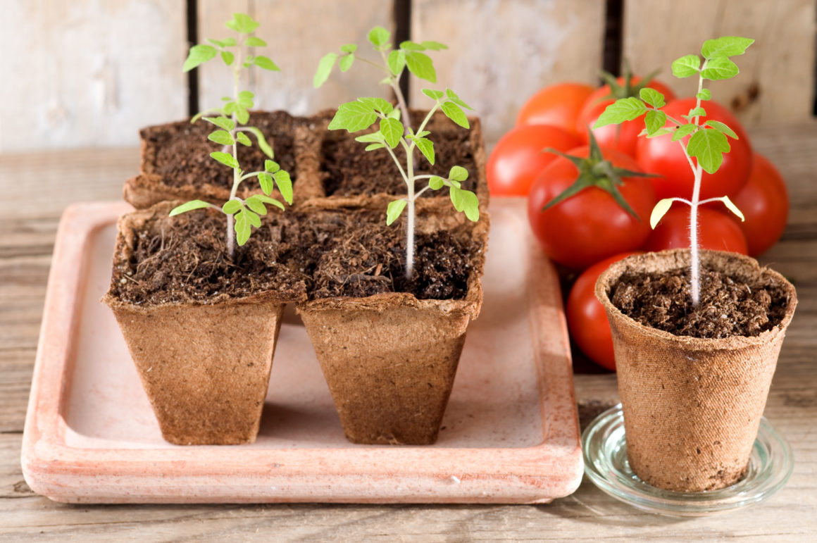 Le Potager c’est reparti, tous à nos semis bio de Tomates