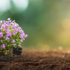 Que faire au jardin au mois de mai ?