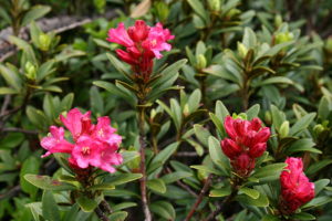 Rhododendron - Plante de terre de bruyère