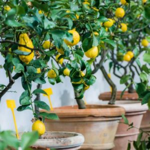 Le printemps: le temps des agrumes