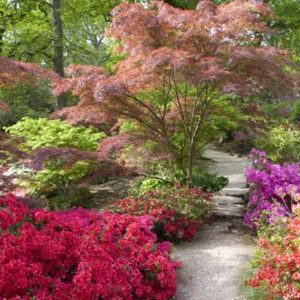 Les plantes de terre de bruyère