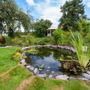 Quelques plantes aquatiques incontournables pour votre bassin Quelques plantes aquatiques incontournables pour votre bassin