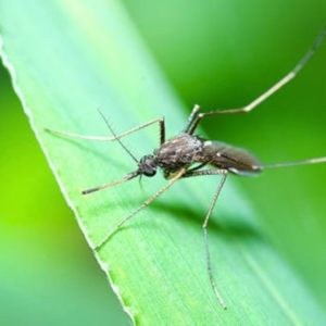 Les Plantes Anti-Moustiques Les Plantes Anti-Moustiques