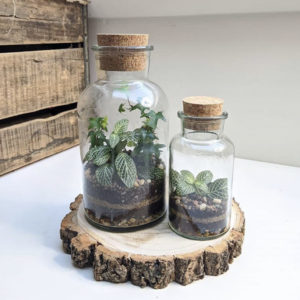 Comment créer son terrarium végétal ? Comment créer son terrarium végétal ?